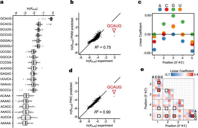 Two Distinct Binding Modes Provide The Rna Binding Protein Rbfox With