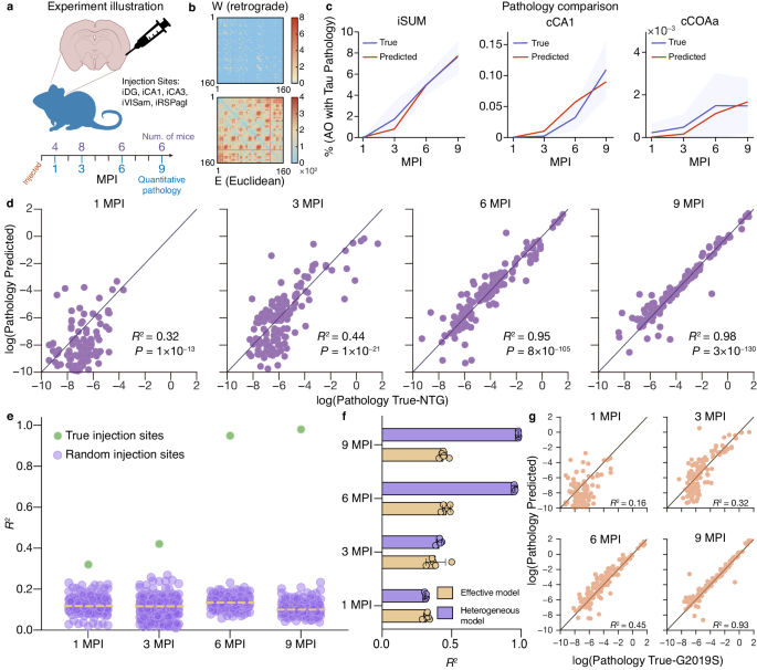 Learning interpretable dynamics of stochastic complex systems from ...