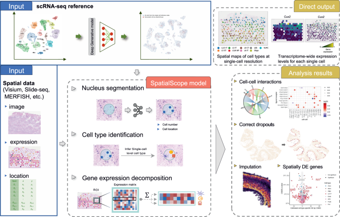 Integrating spatial and single-cell transcriptomics data using deep ...