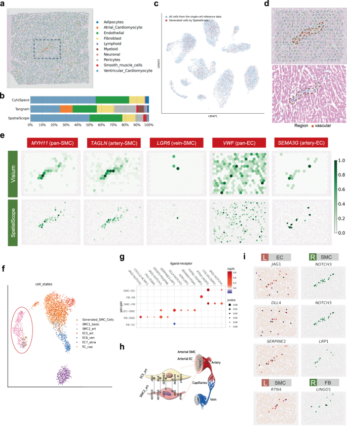 Integrating spatial and single-cell transcriptomics data using deep ...