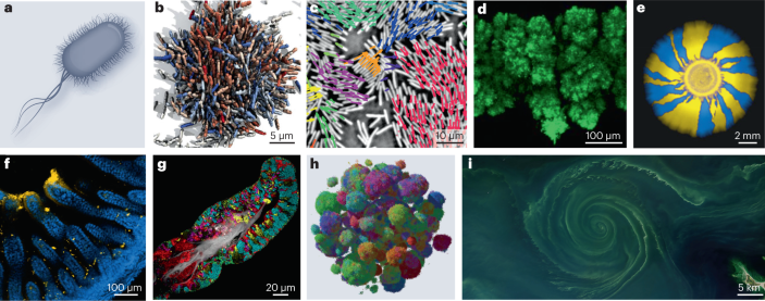 Proliferating Active Matter | 集智斑图