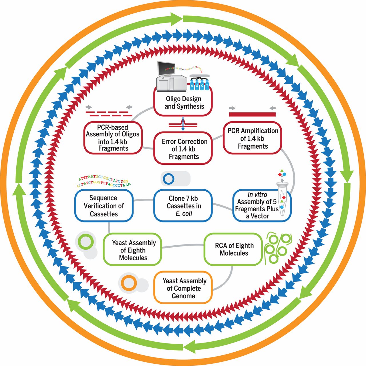 four design-build-test cycles produced jcvi-syn3.0.