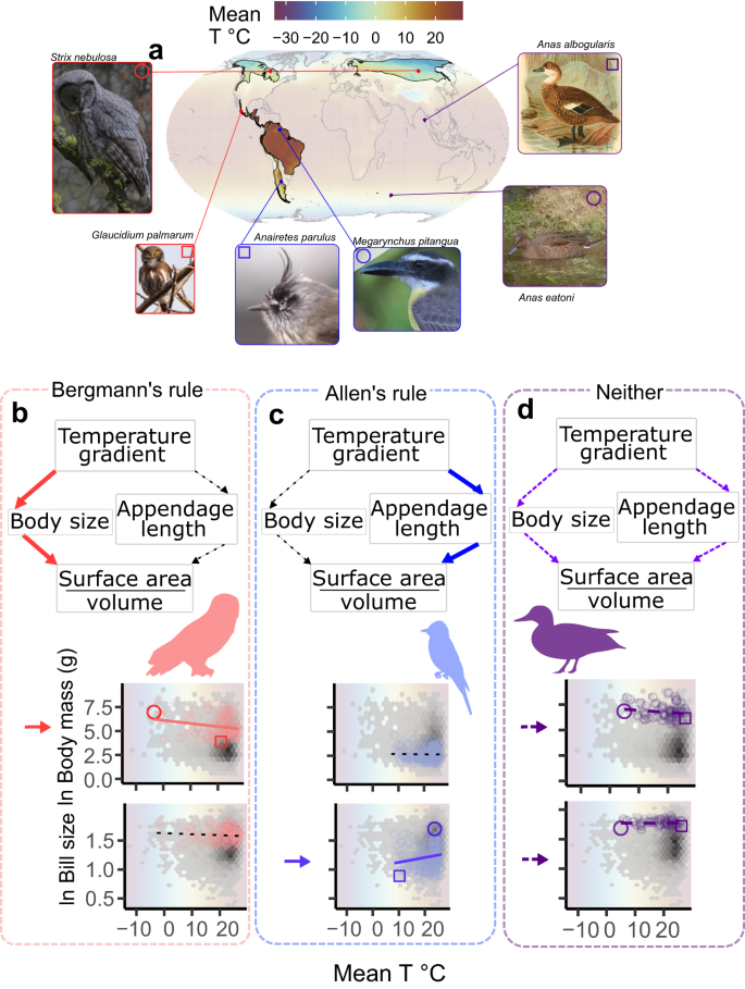 Rubin's Ruler A Global Assessment Of Bergmann’S Rule In Mammals And Birds – QZHZKZ