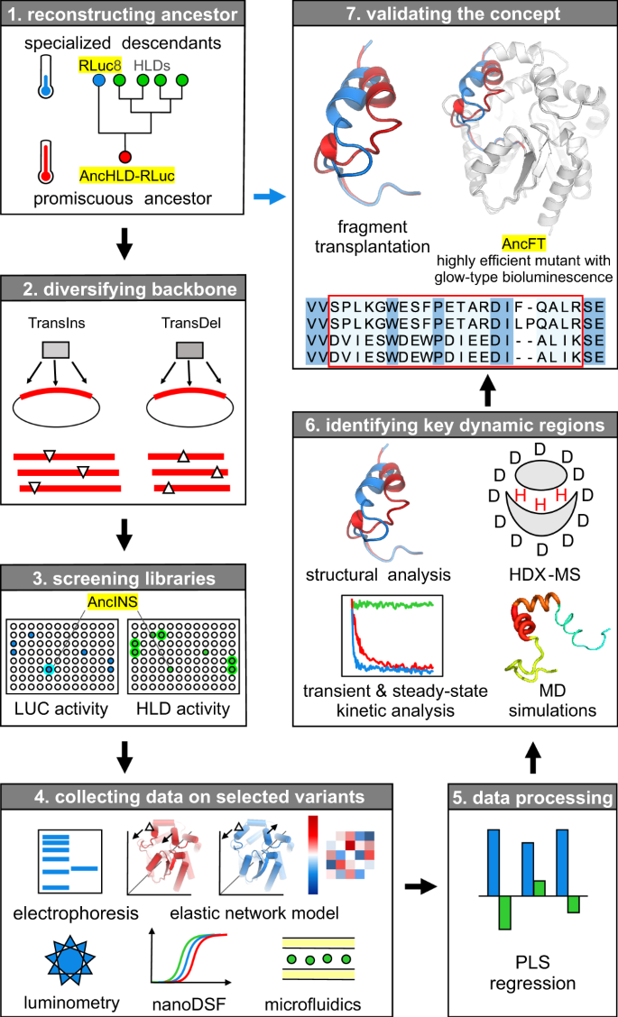 Engineering The Protein Dynamics Of An Ancestral Luciferase | 集智斑图