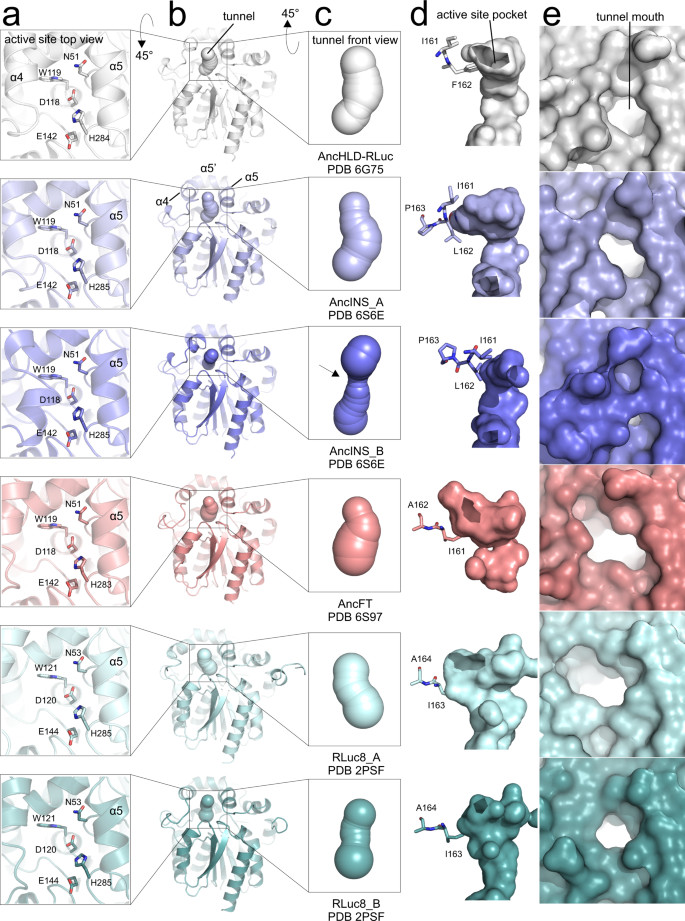 Engineering the protein dynamics of an ancestral luciferase | 集智斑图