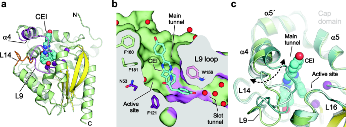Engineering the protein dynamics of an ancestral luciferase | 集智斑图