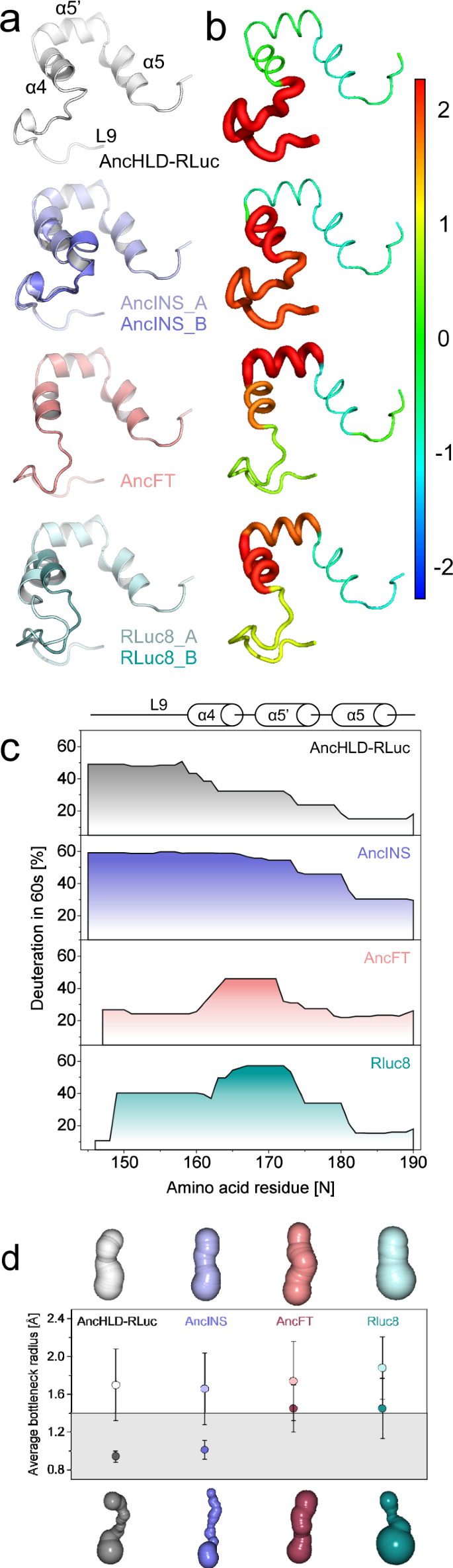 Engineering the protein dynamics of an ancestral luciferase | 集智斑图