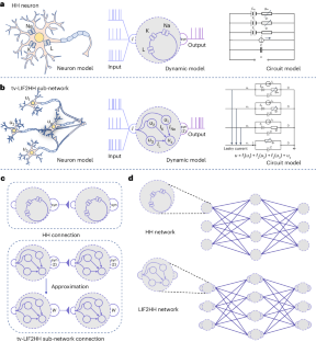 Network model with internal complexity bridges artificial intelligence ...