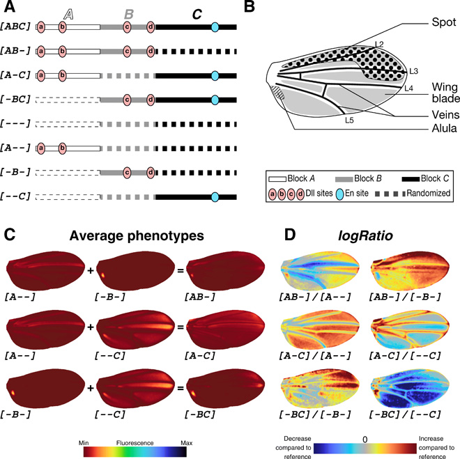 Regulatory encoding of quantitative variation in spatial activity of a ...