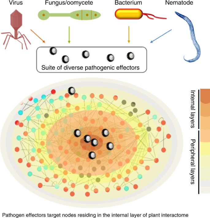Network biology discovers pathogen contact points in host protein